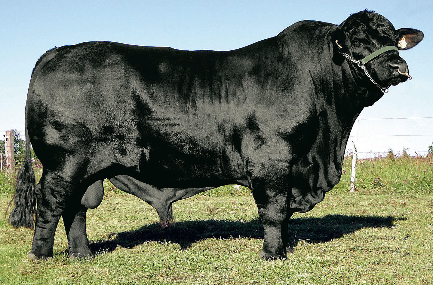 Puro Boi - Tradição que alimenta confiança.